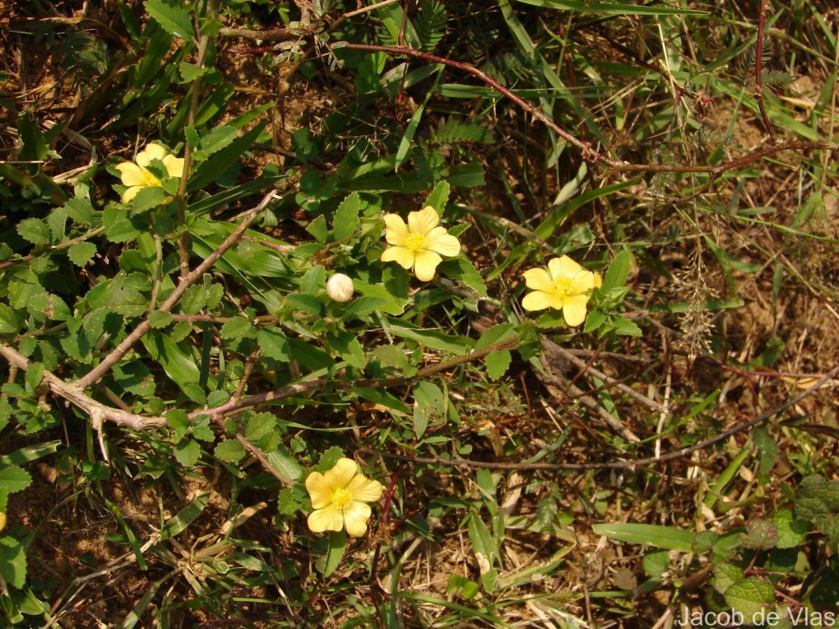 Sida rhombifolia subsp. alnifolia (L.) Ugbor.
